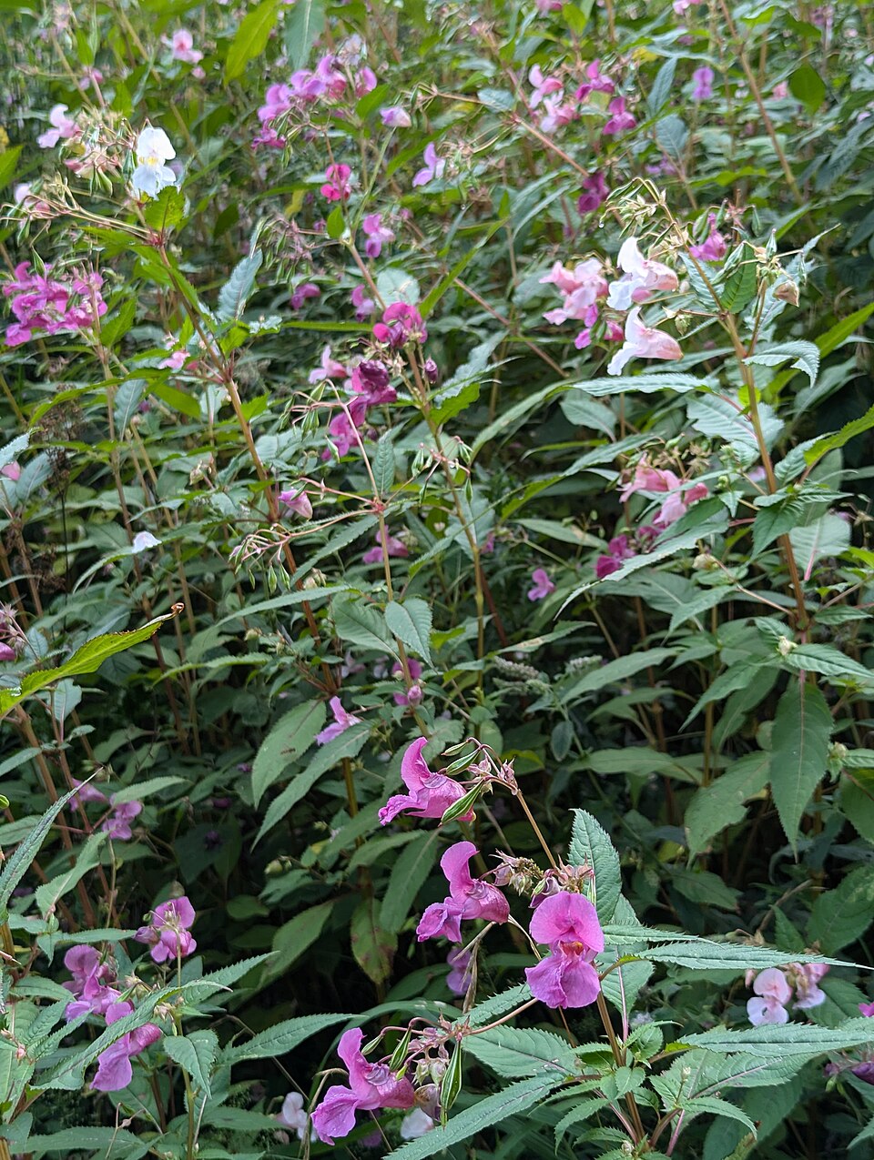 Ambrozie — Ambrosia artemesiifolia
