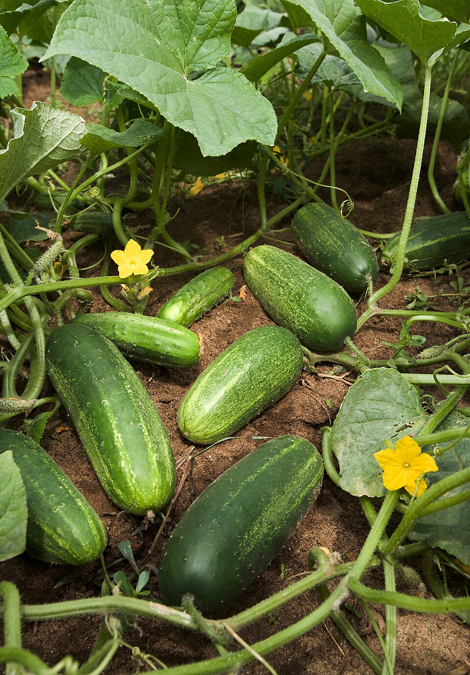 Castravete — Cucumis sativus