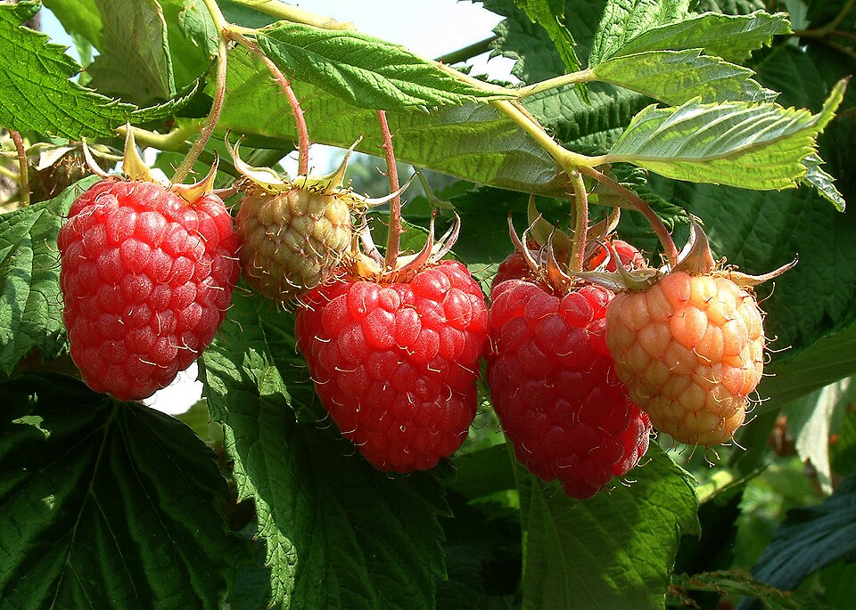 Zmeur — Rubus idaeus