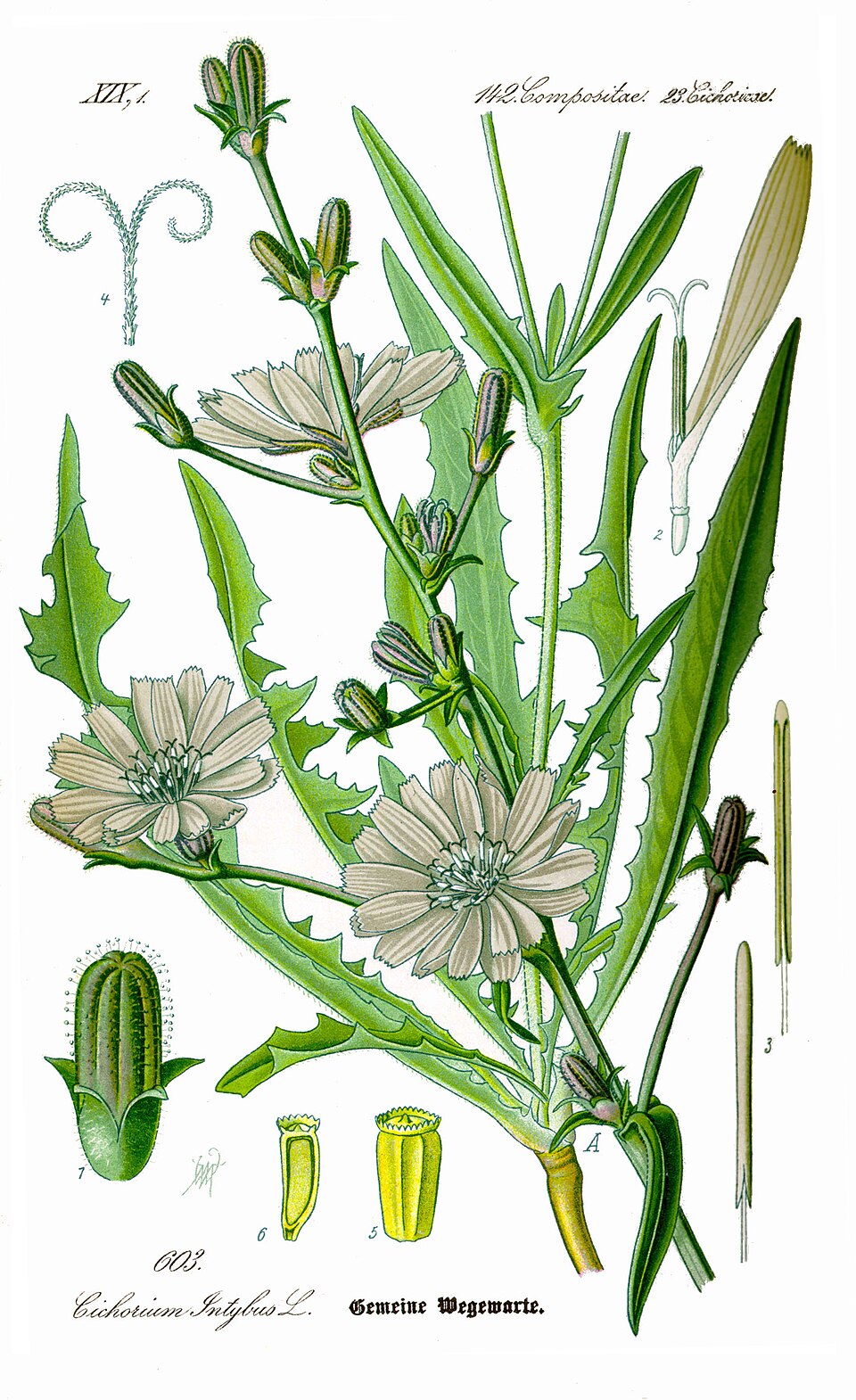 Cicoare — Cichorium intybus
