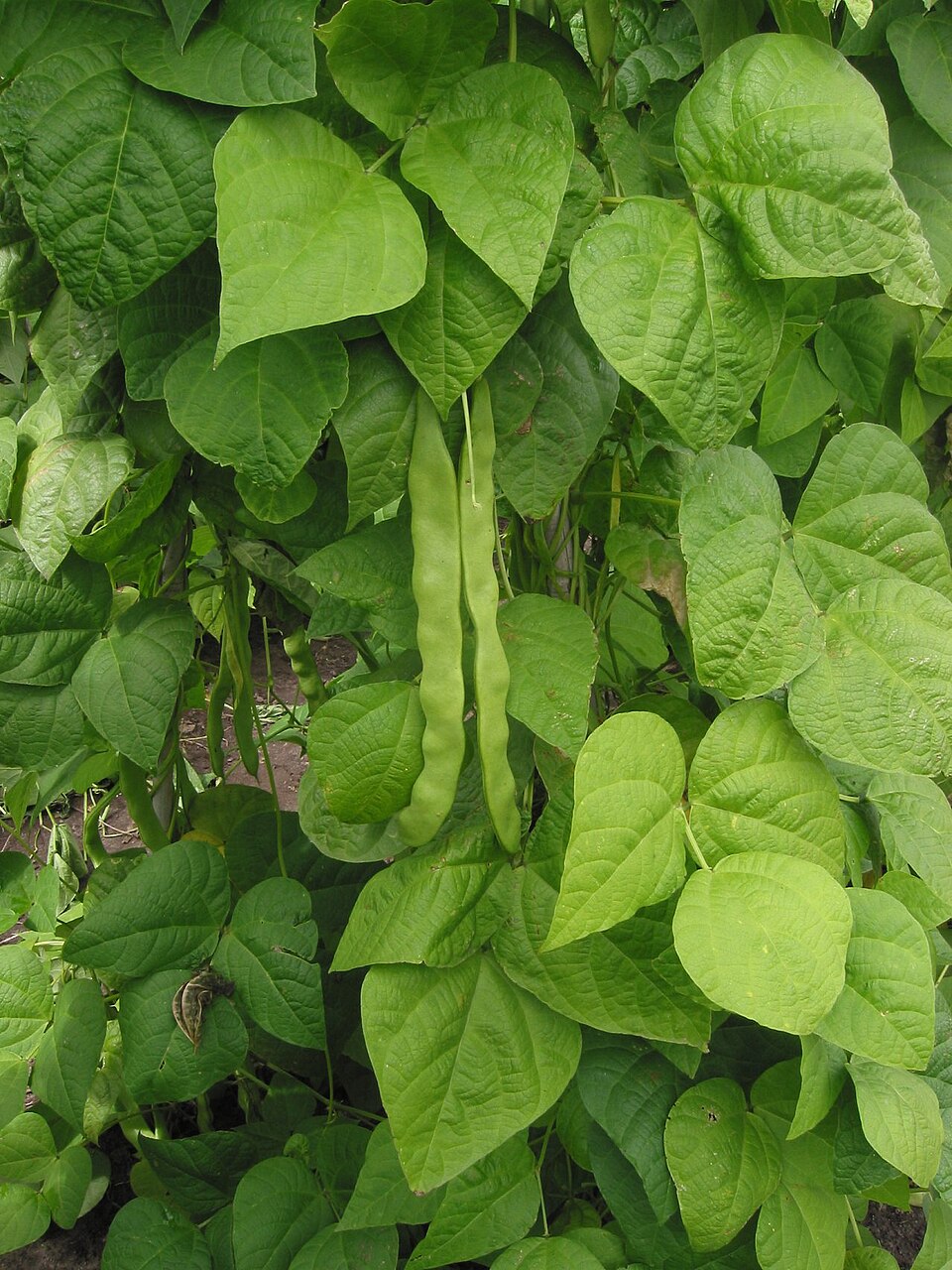 Fasole — Phaseolus vulgaris