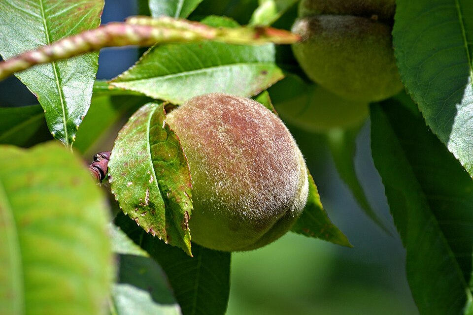 Piersici