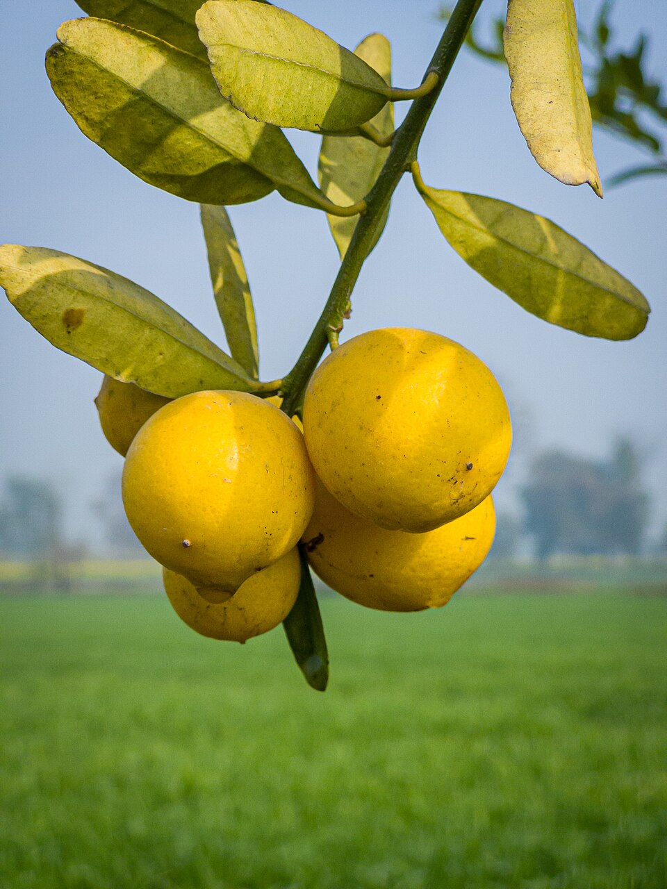 Lămâie