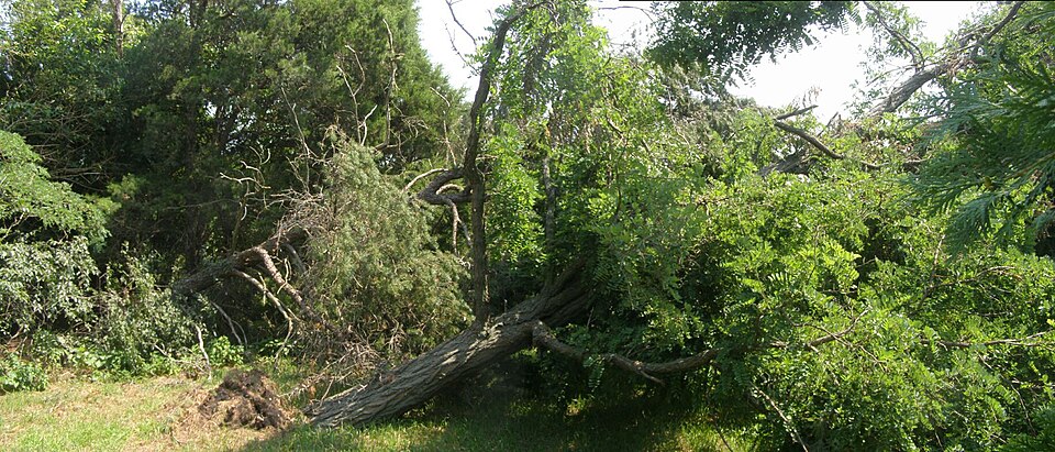 Salcâm