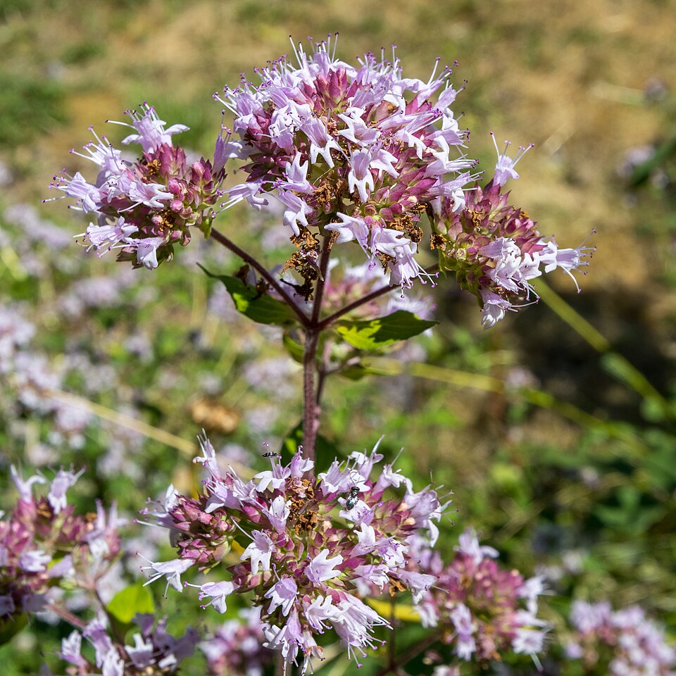 Şovârv