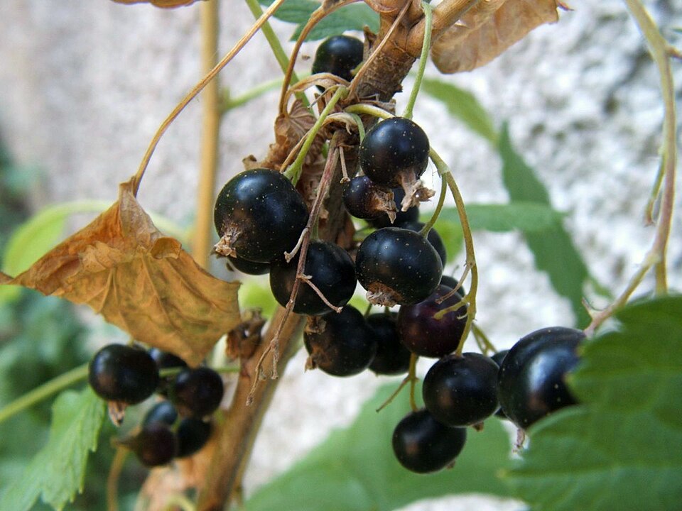 Coacăze negre