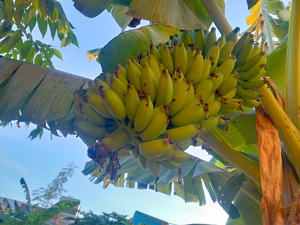 Banane