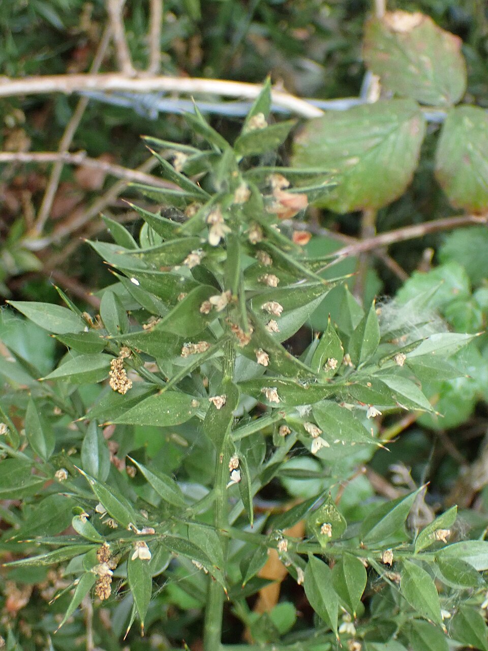 Ghimpe