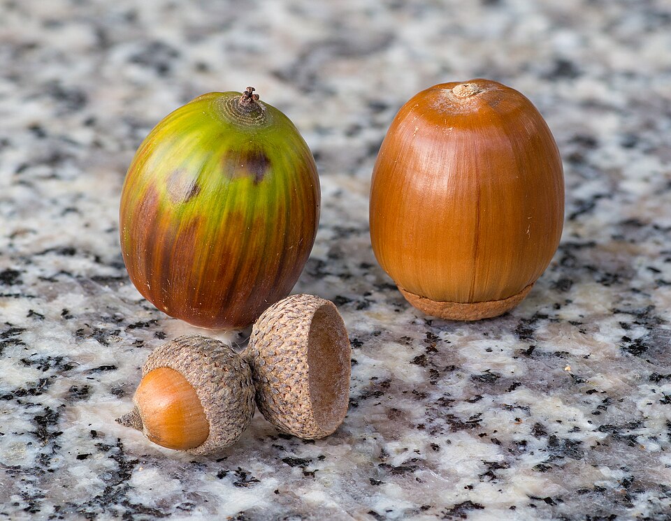 Ghindă