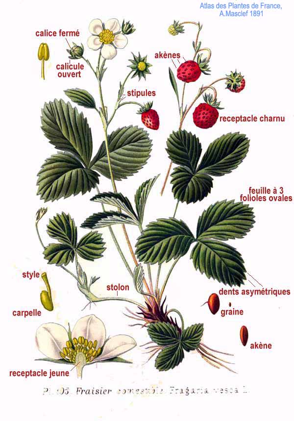 Căpșuni