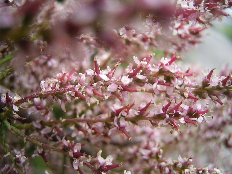 Tamarix gallica