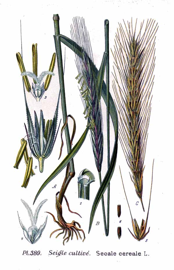 Secară