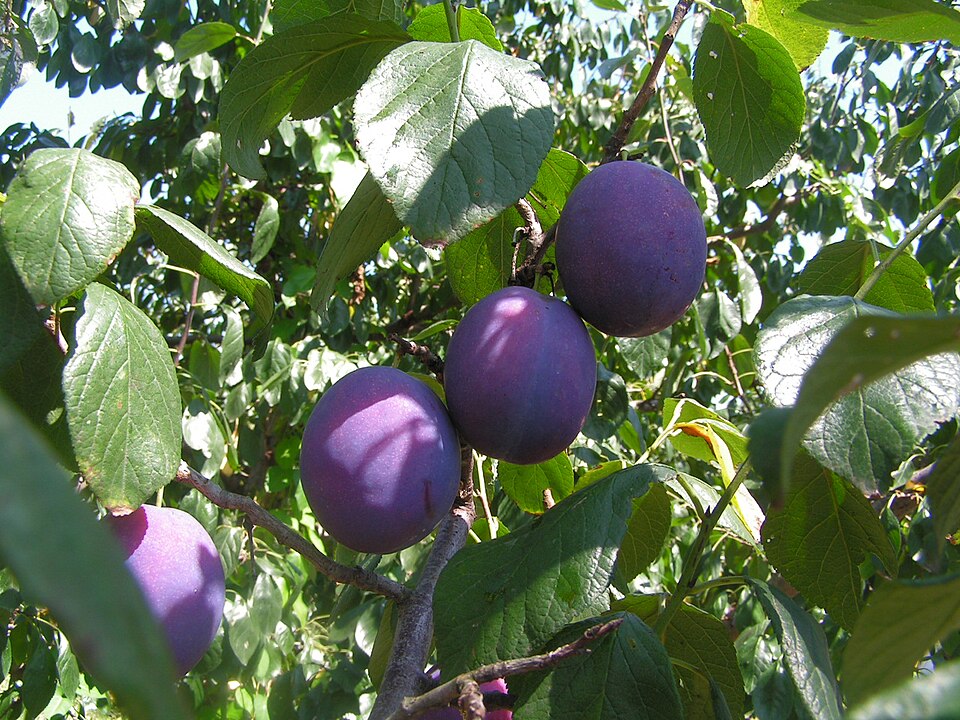 Prună