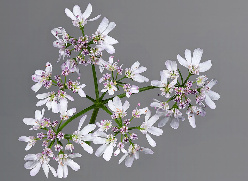 Coriandru