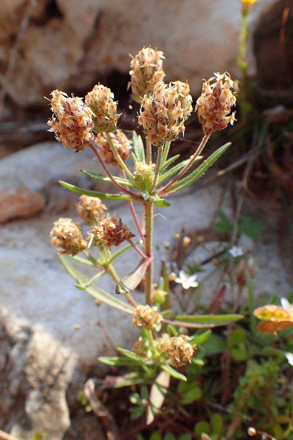 Psyllium