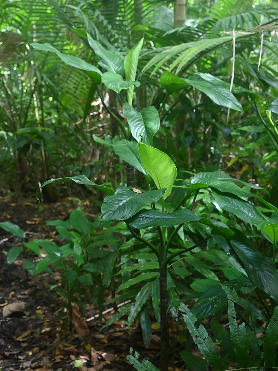 Caladium seguinum