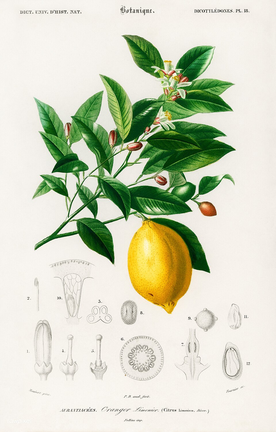 Citrus limonium