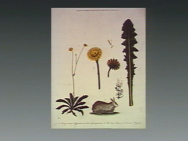 Hyssopus off.
