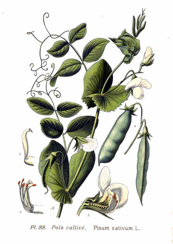 Mazăre