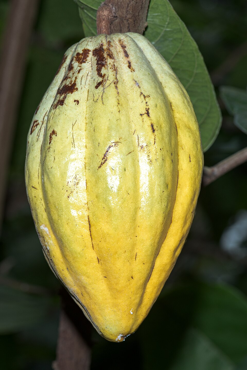 Cacao