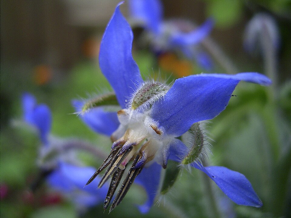 Borago