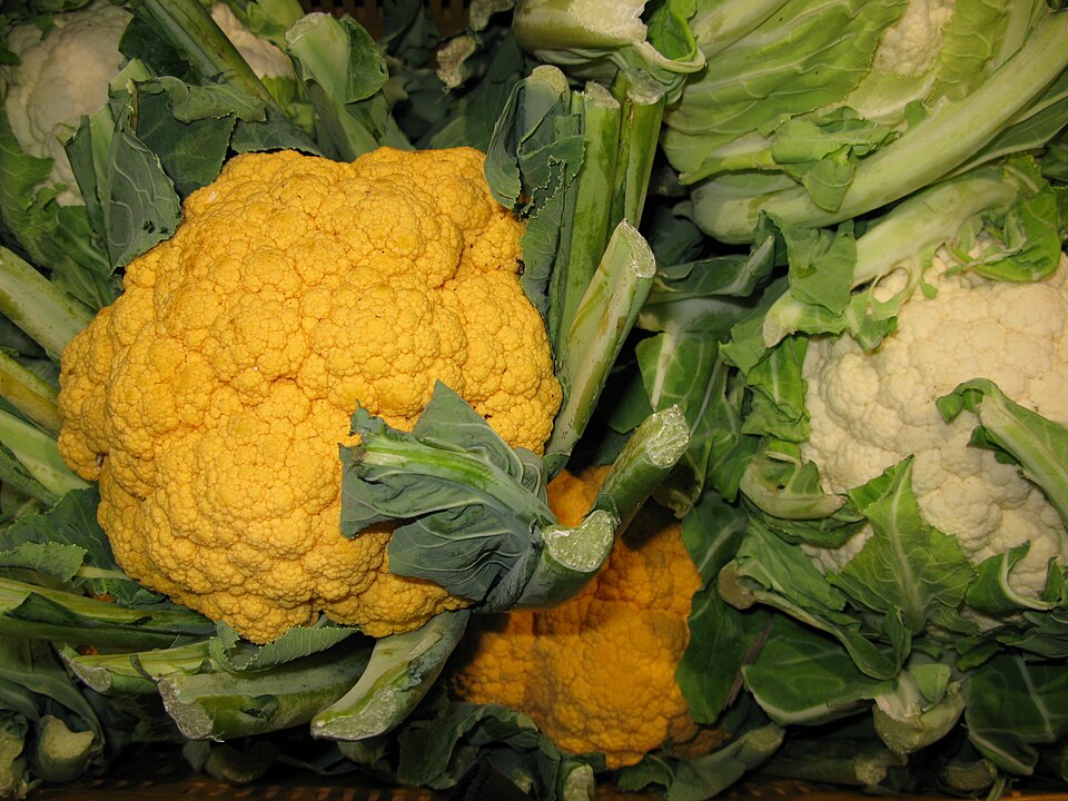 Conopidă