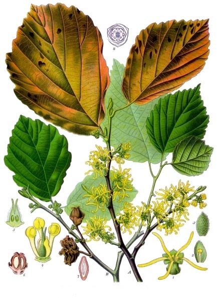 Hamamelis