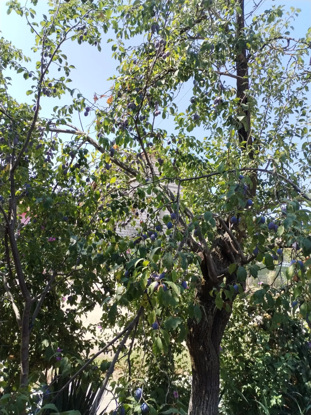 Prun Allegheny — Prunus alleghaniensis