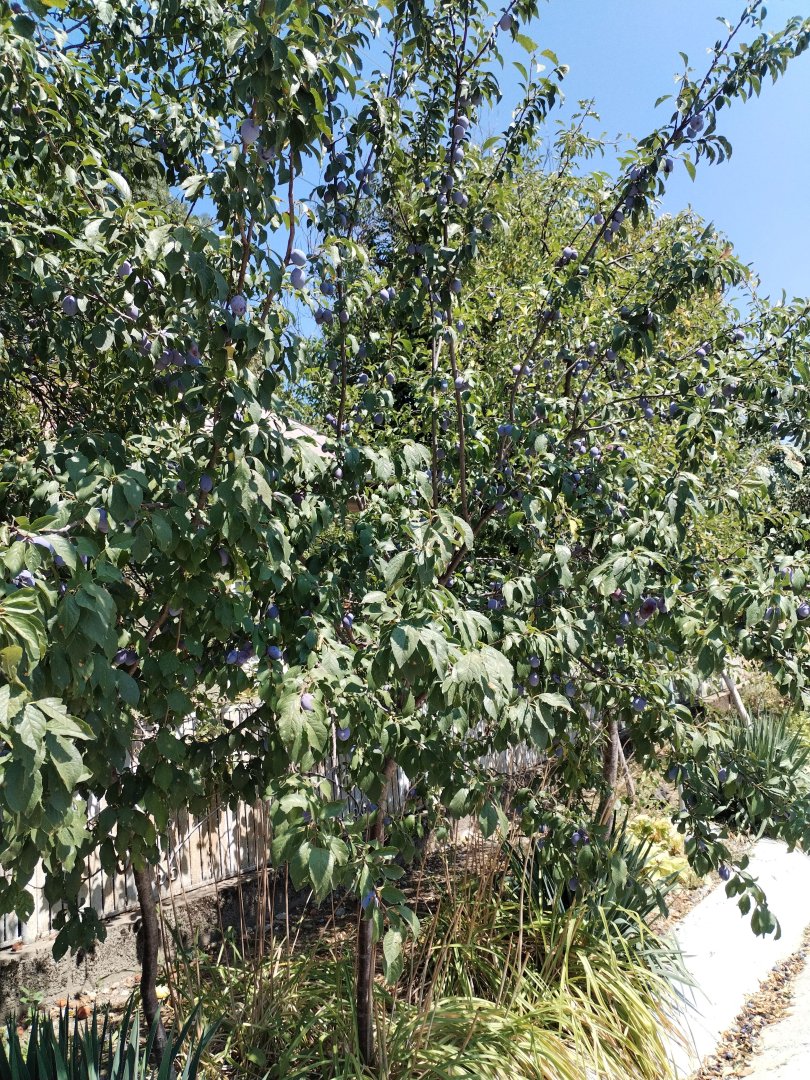 Prun — Prunus domestica