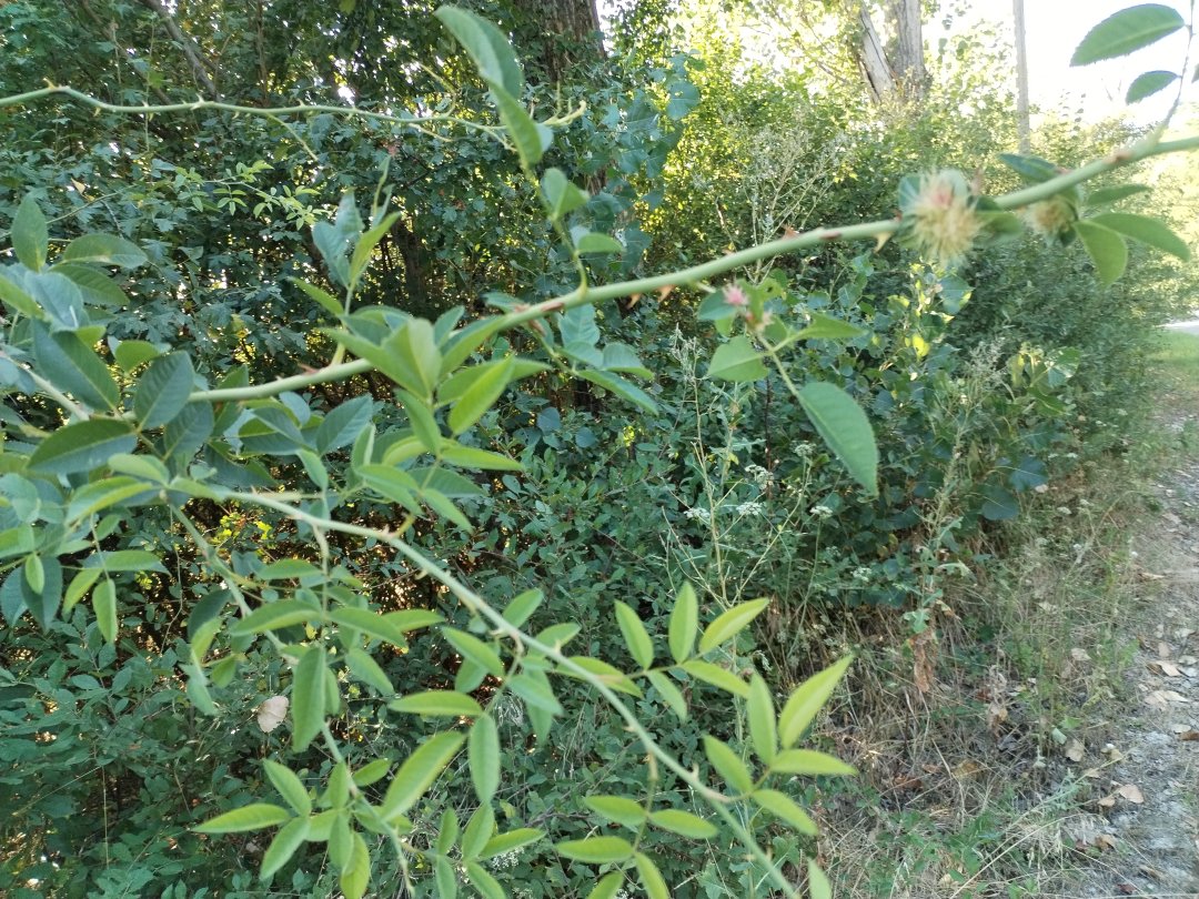 Măceș păros — Rosa villosa