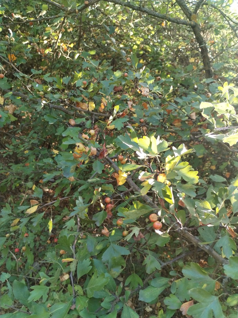 Păducel — Crataegus monogyna