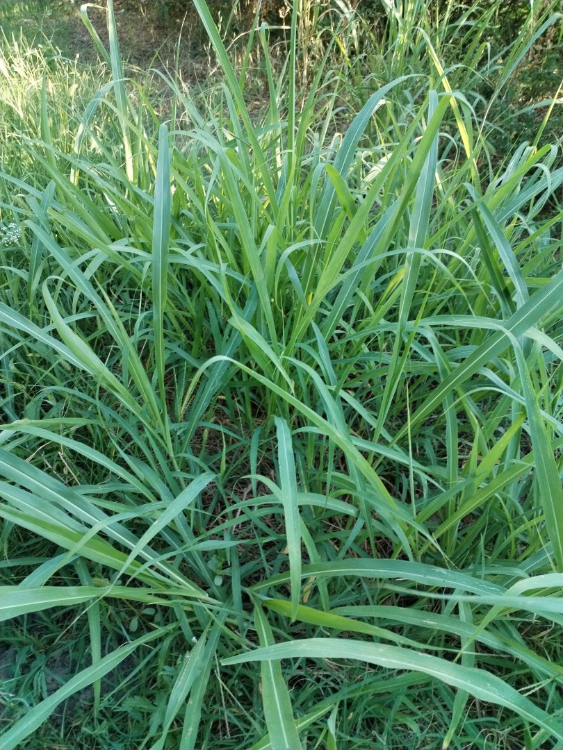 Costrei — Costrei