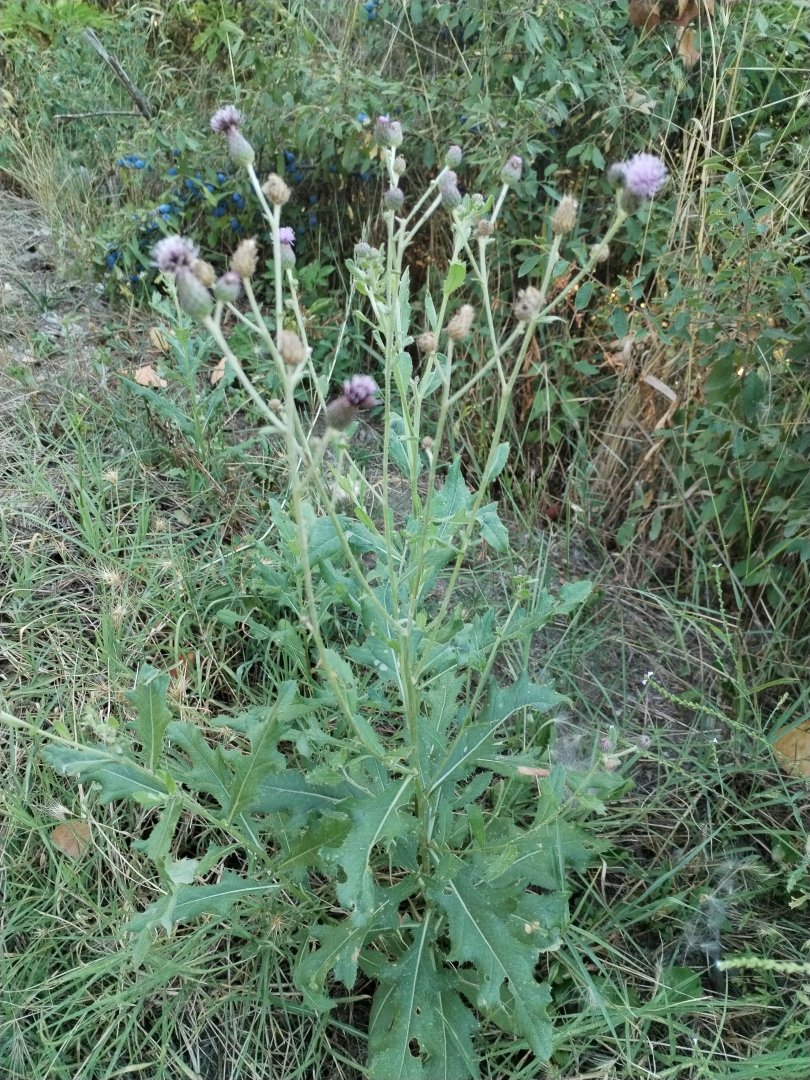 Pălămidă