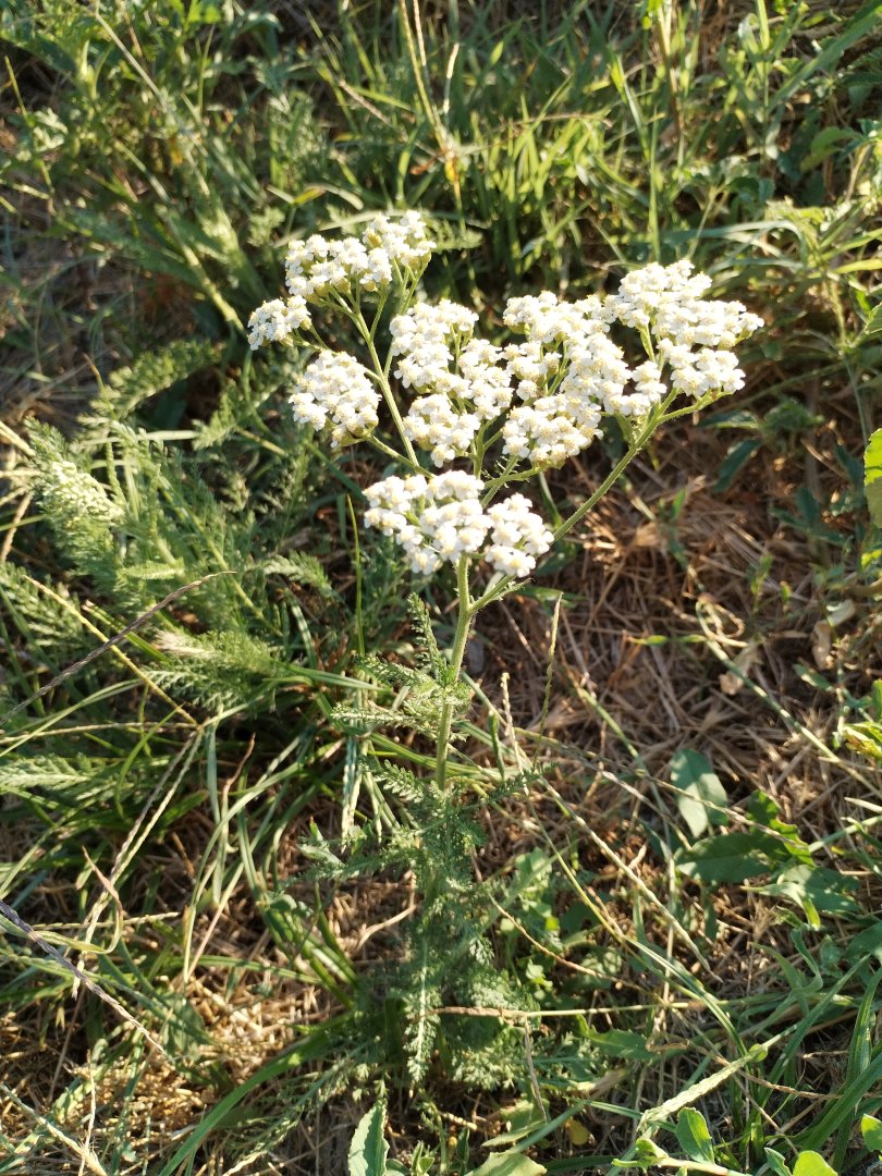 Coada șoricelului — Coada șoricelului