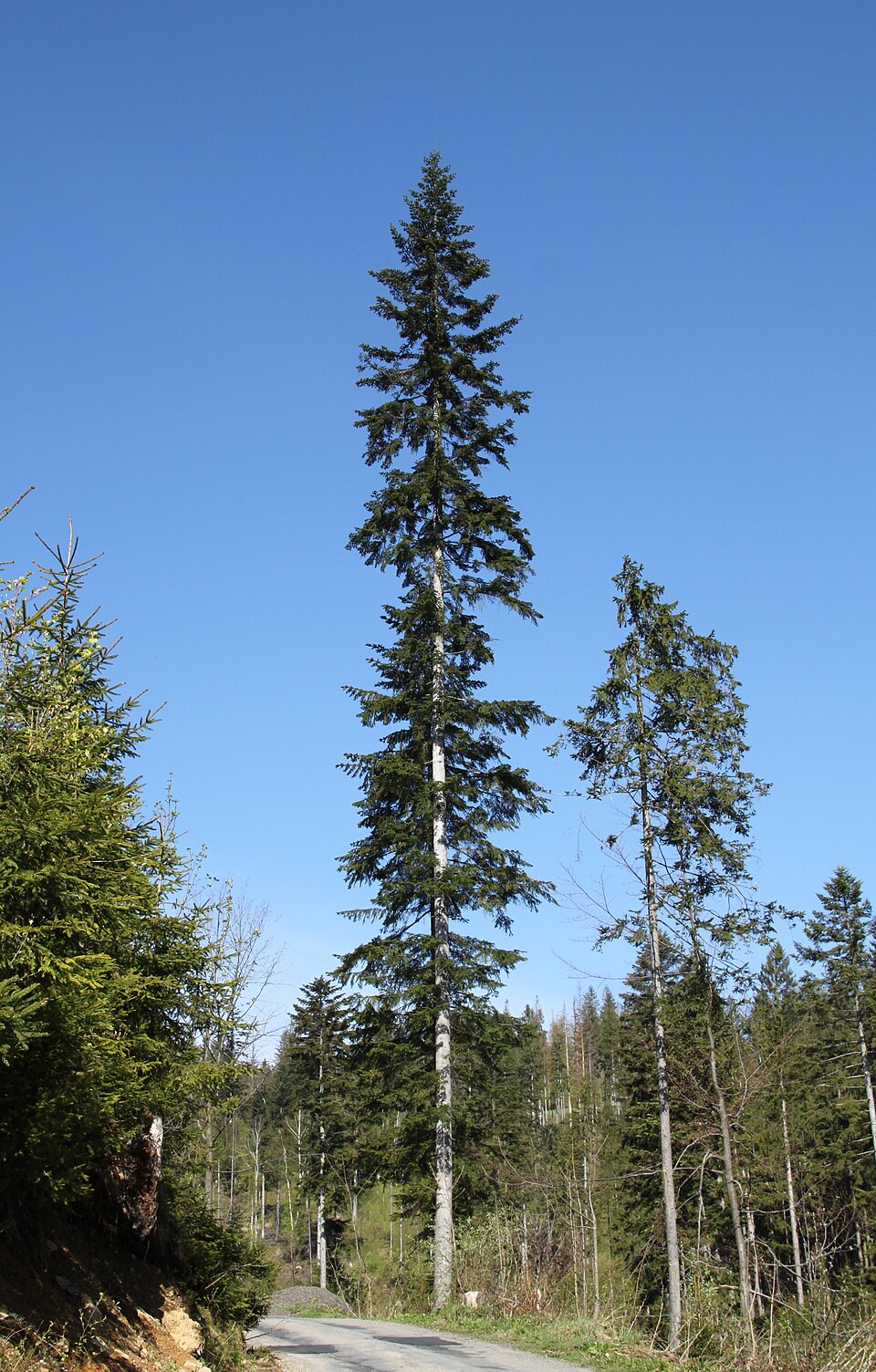 Brad argintiu — Abies alba