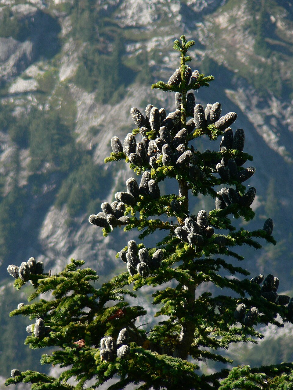 Brad subalpin — Abies lasiocarpa