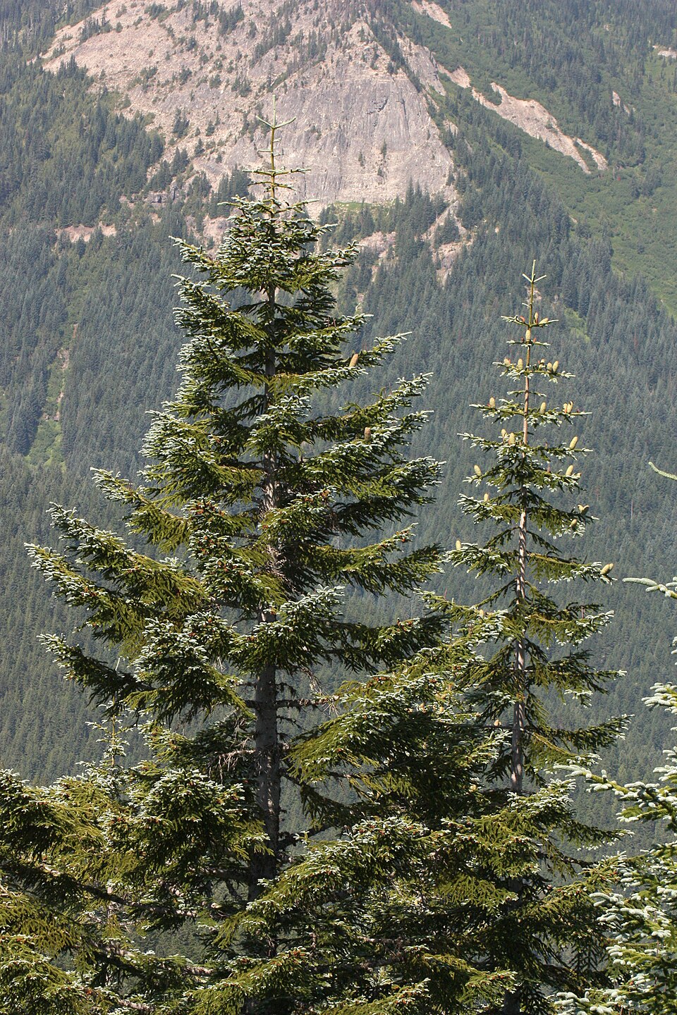 Brad nobil — Abies procera