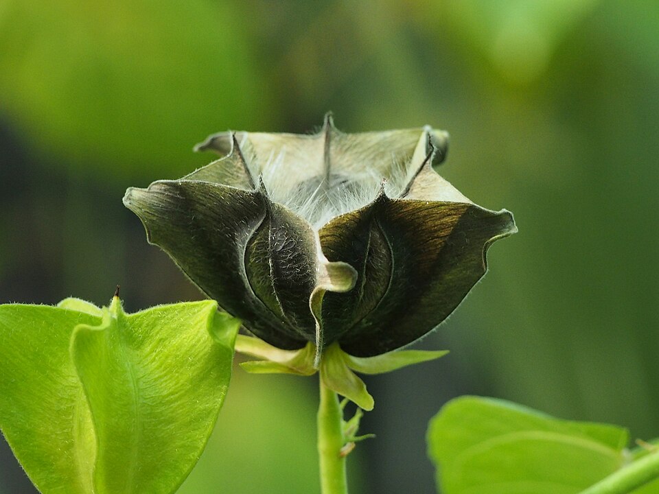 Bumbac Abroma