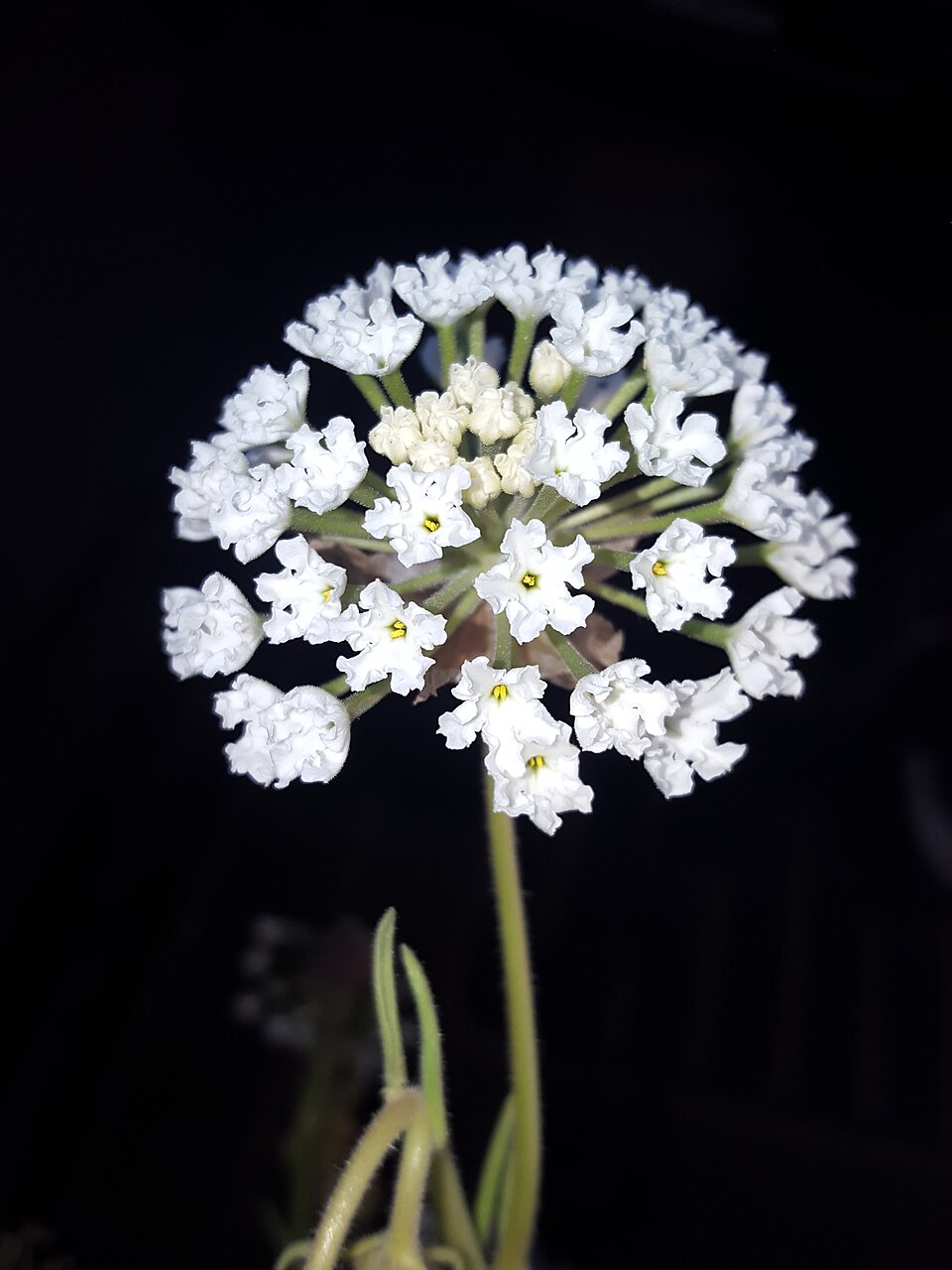 Snowball Sand Verbena