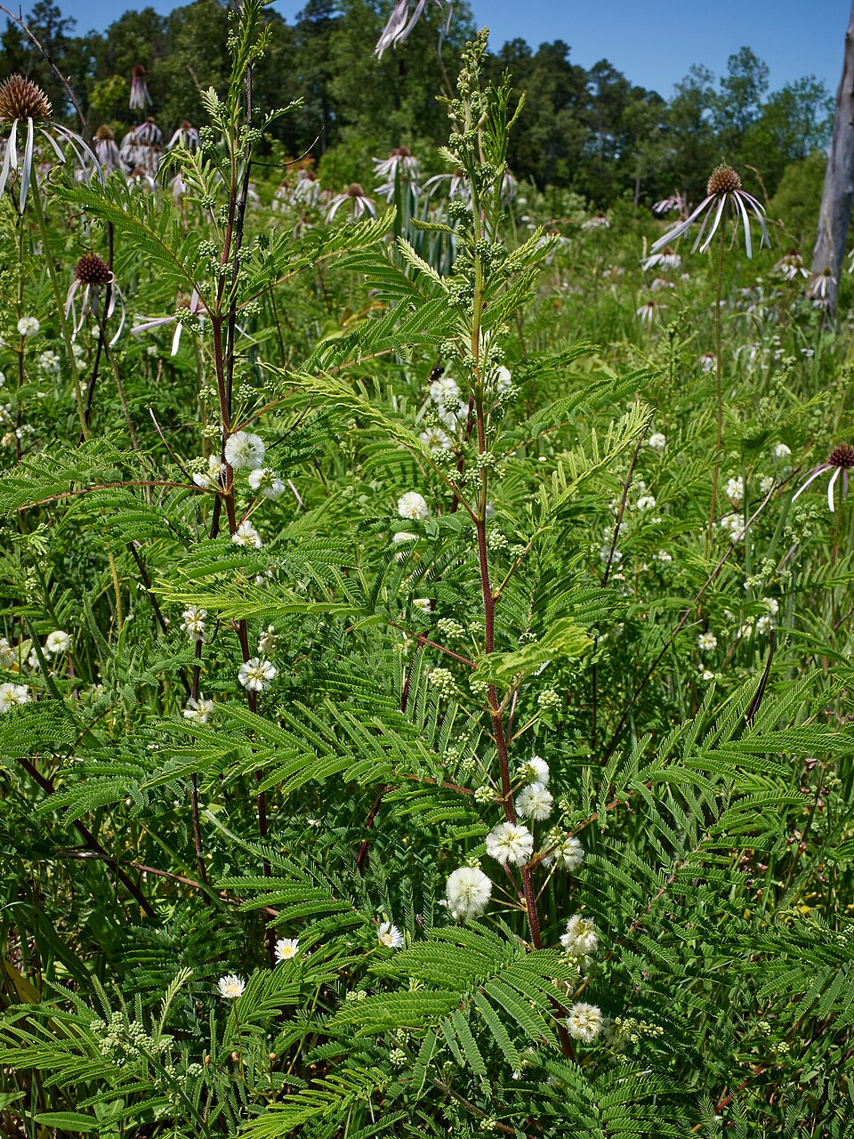Acacia de prerie