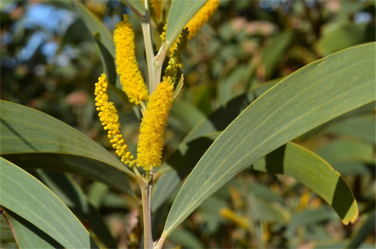 Salcia lui Hall's Creek — Acacia cowleana
