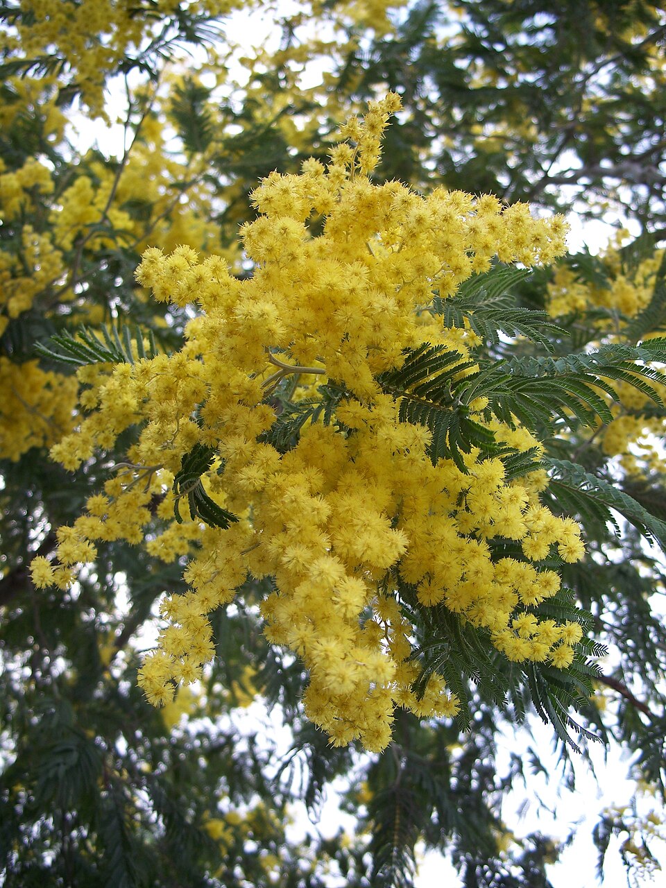 Mimosa — Acacia dealbata