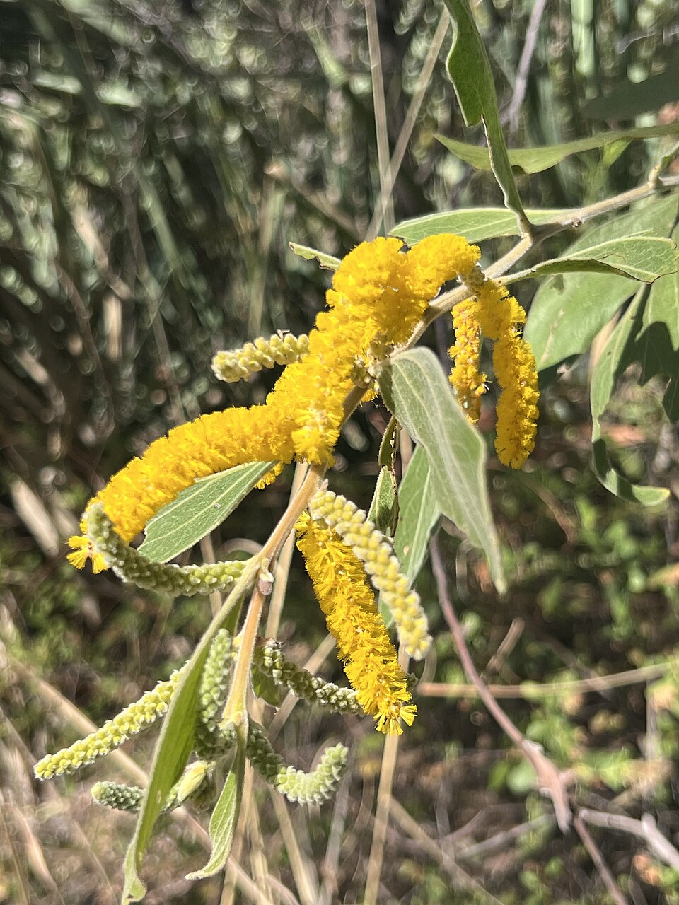 Salcâmul lui Cole — Acacia holosericea