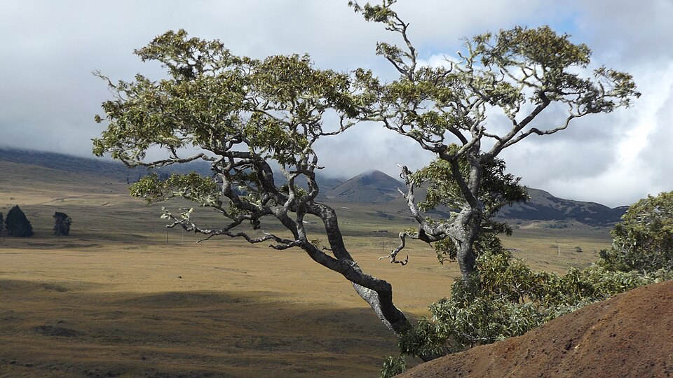 Koa Acacia