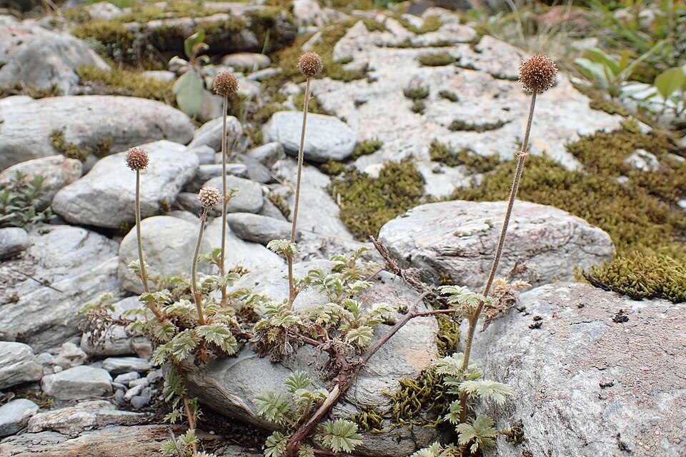 Pirri-Pirri Bur