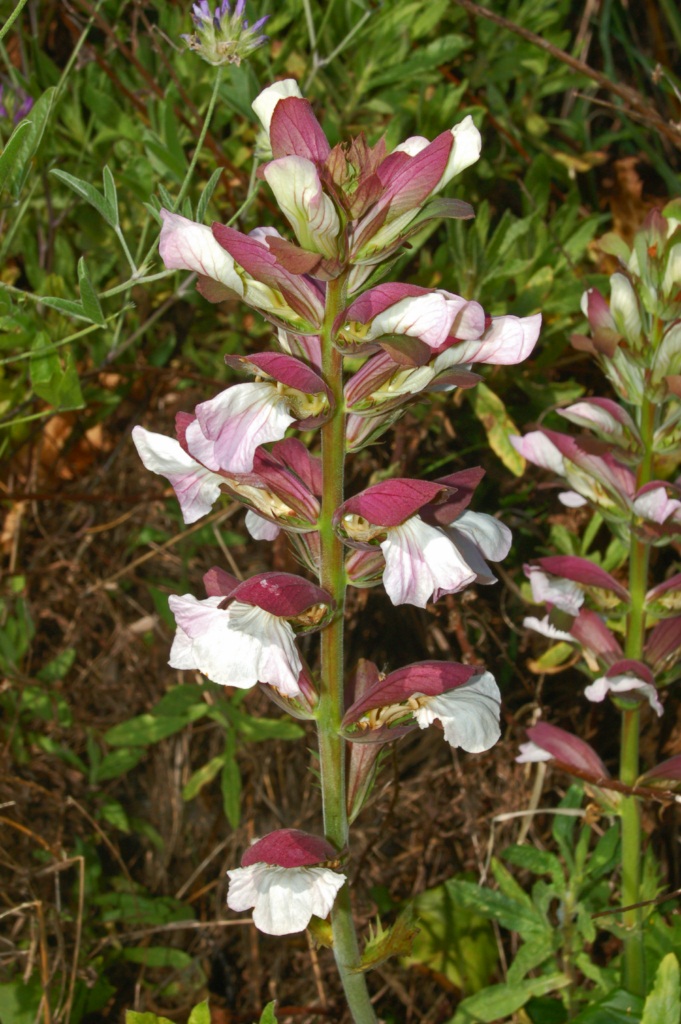 Urechea ursului — Acanthus mollis