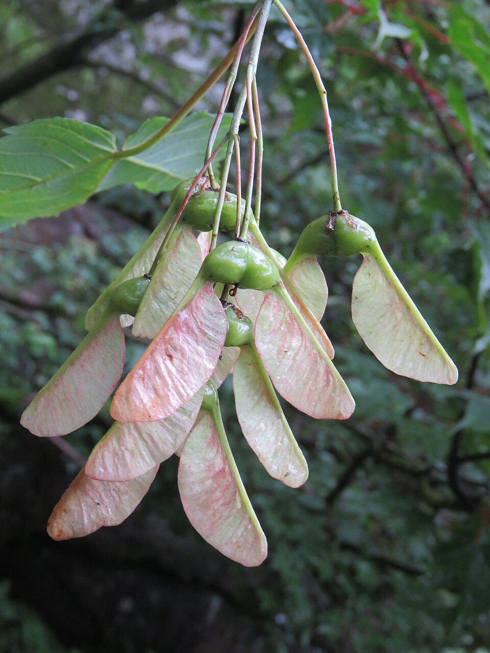 Acer acuminatum — Acer acuminatum