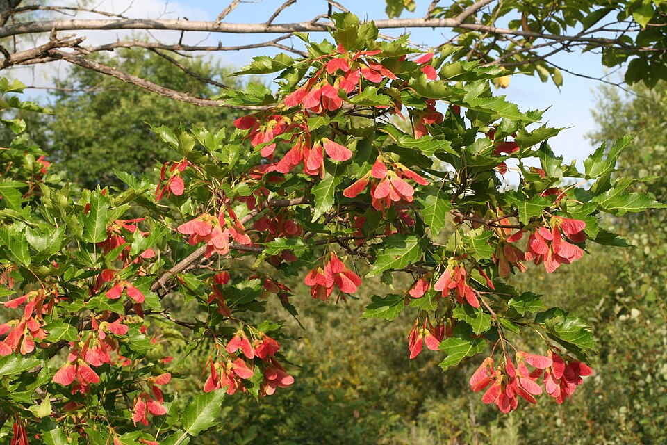 Arțar de Amur — Acer ginnala