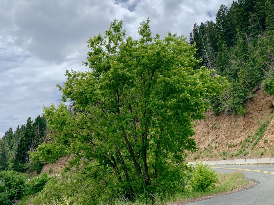 Arțar de Virginia — Acer interius