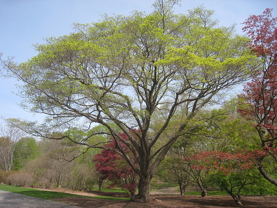 Arțar pictat — Acer mono
